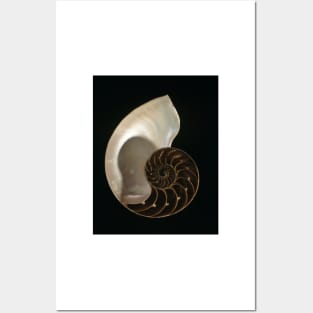 Common nautilus (C022/7617) Posters and Art